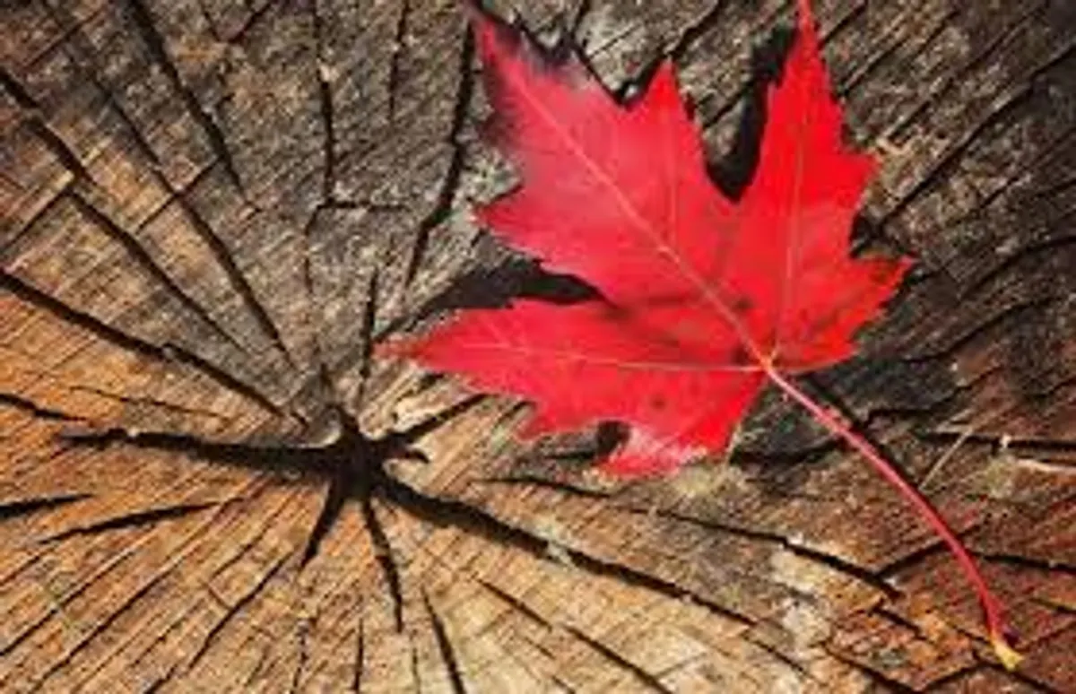 A Guide to New Hampshire Maple Month